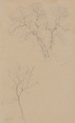 Baumstudie