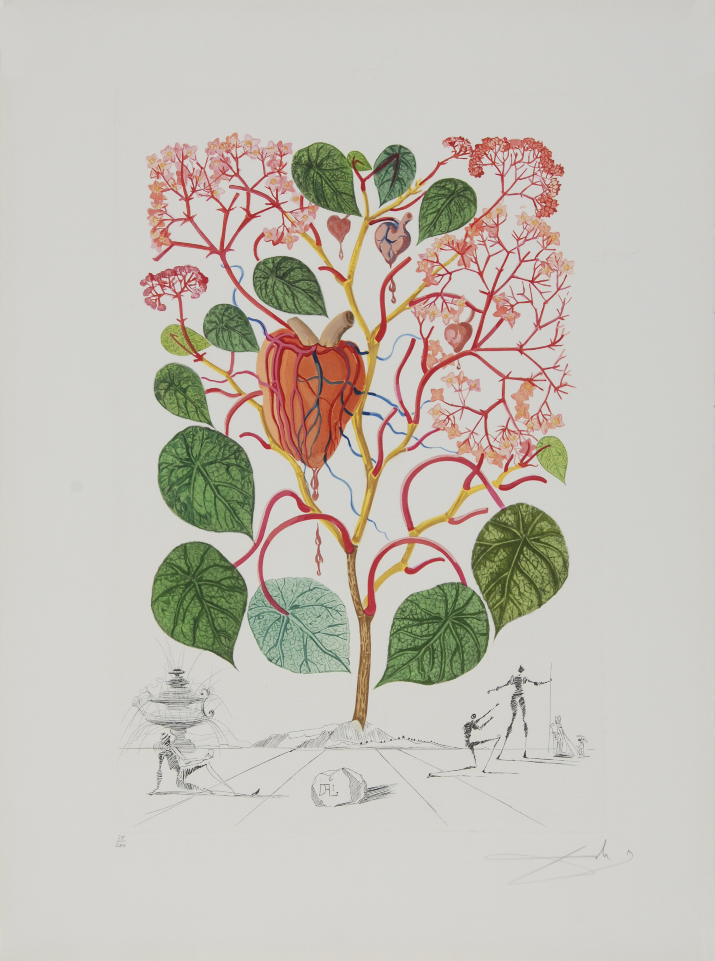 Salvador Dalí, Begonia (Anacardium recordans), aus "Flordali (Flora Dalinae)"