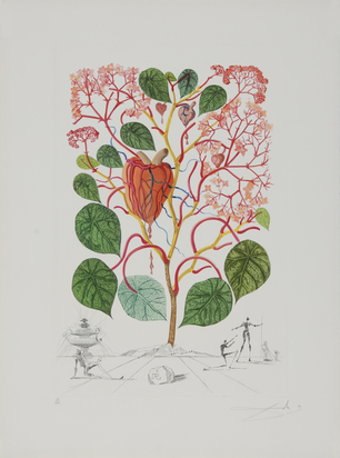 Begonia (Anacardium recordans), aus "Flordali (Flora Dalinae)"