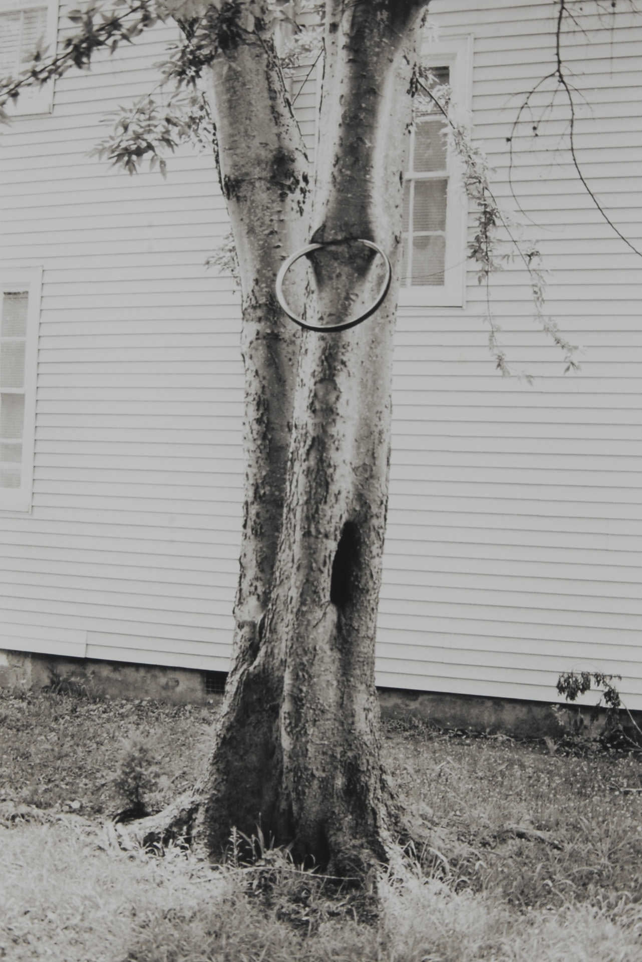 David Hammons, Money Tree
