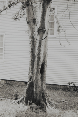 Money Tree