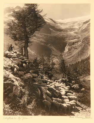 Schafhirt bei Alp Grüm