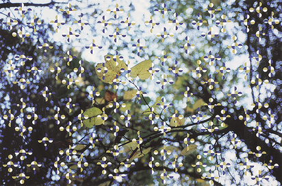 Light through Leaves