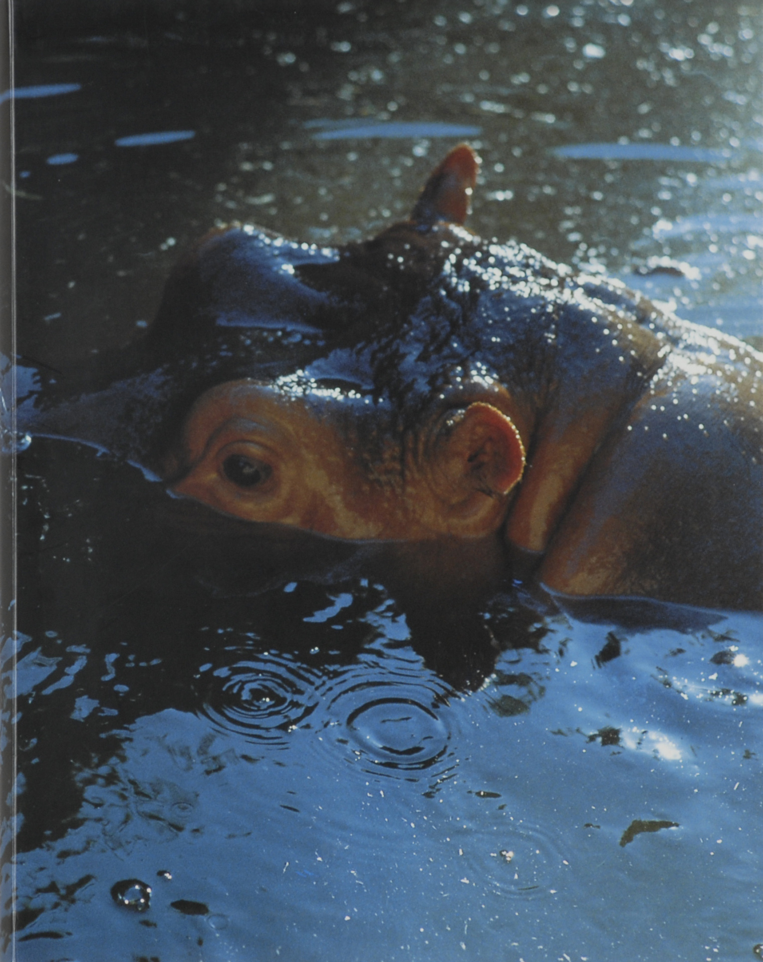 Peter Fischli, Buch. Sichtbare Welt
