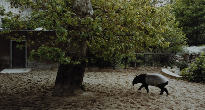 Zoologische Gärten Amsterdam I