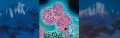 Triptychon. Berge-Virus