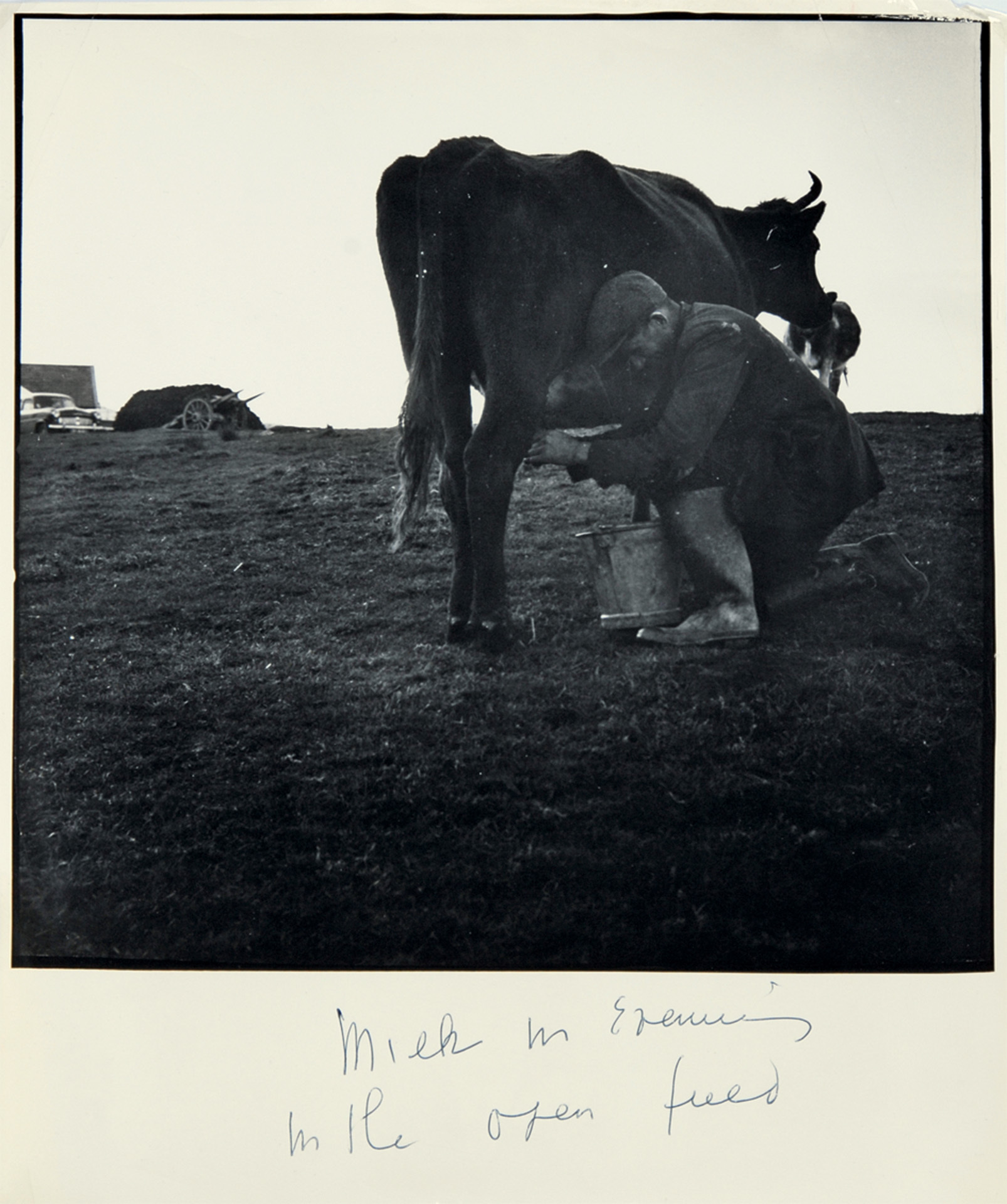 Dorothea Lange, Milk in Evening in the Open Field (Ireland), 1950er Jahre