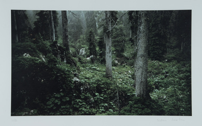 Waldinneres, aus "Cerebral"