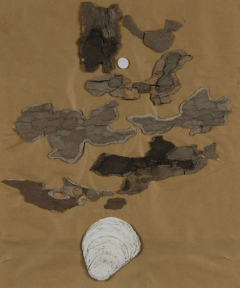Shell composition