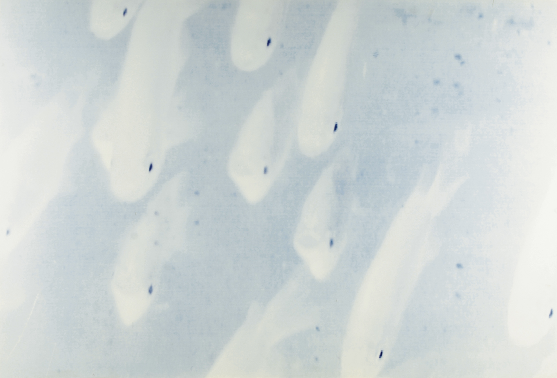 Annelies Strba, Koi Karpfen, aus der Serie "Japan"