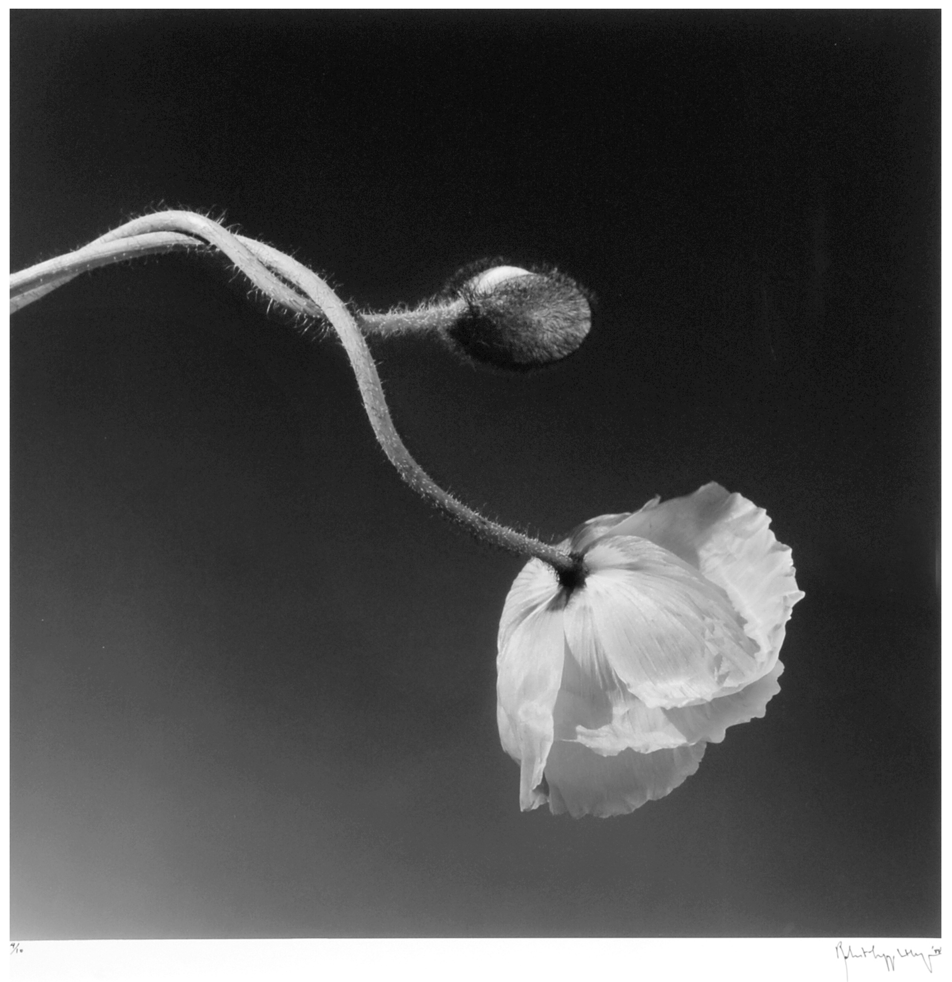 Robert Mapplethorpe, Poppy