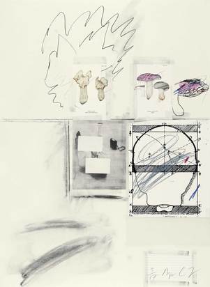 Portfolio. Natural History Part I Mushrooms