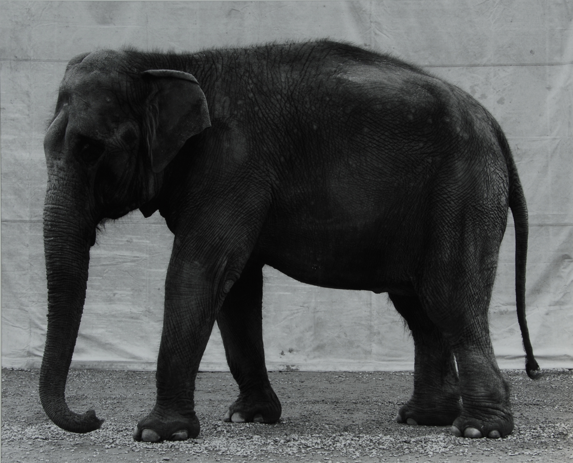 Balthasar Burkhard, Elephant