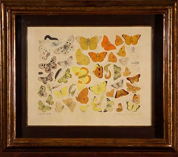 Aloys Zotl, Insecte Tab. 15. (les papillons), 1846