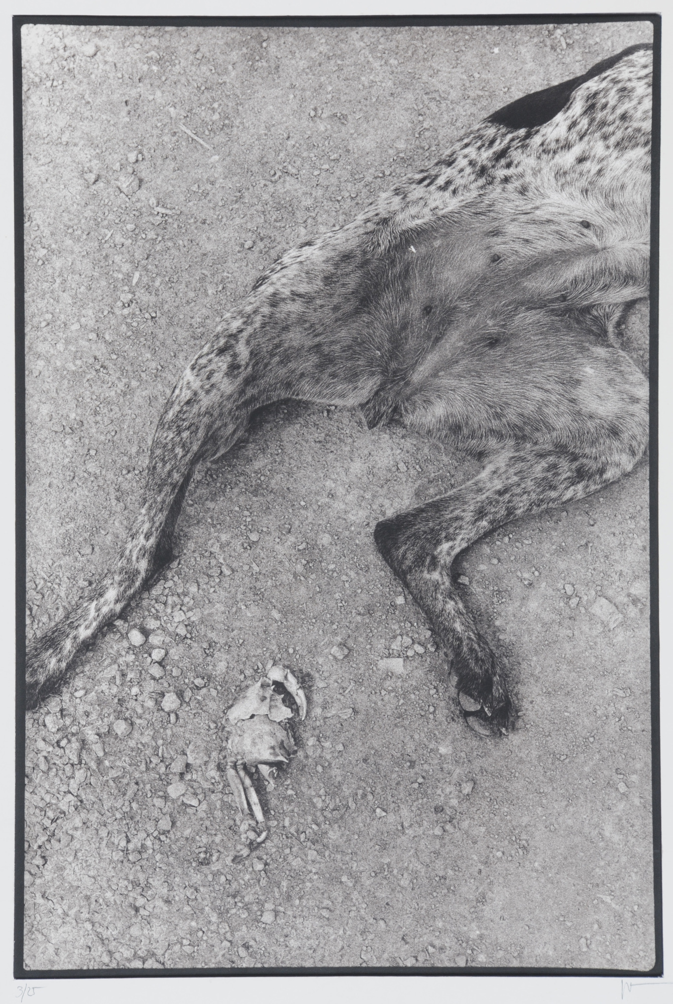 Joan Fontcuberta, Untitled