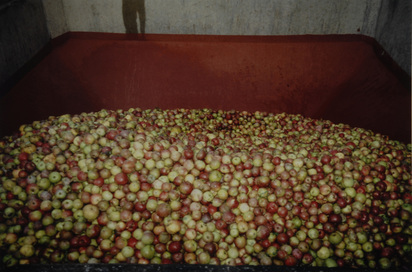 Äpfel, 1990er Jahre