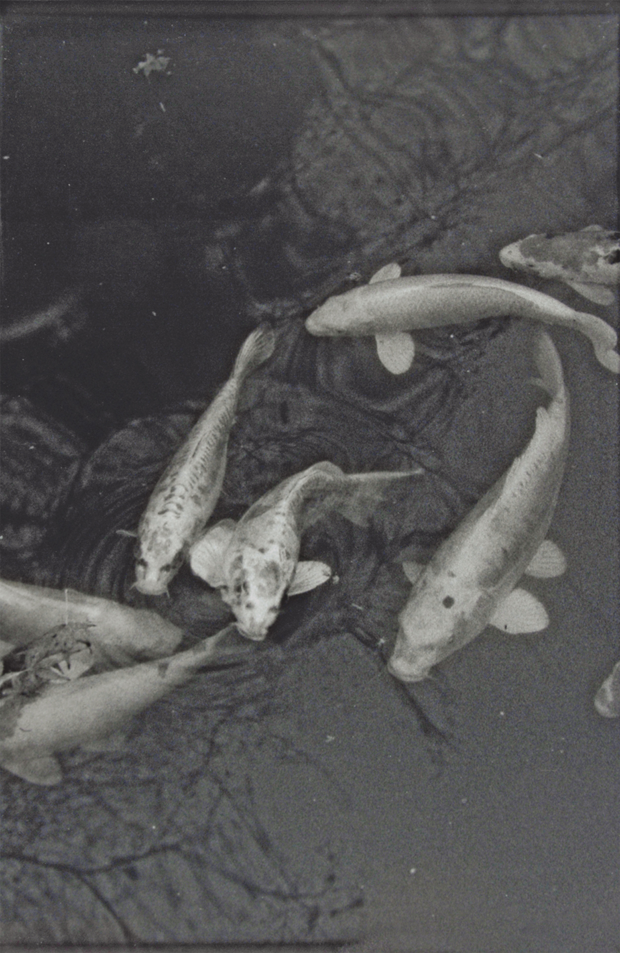 Balthasar Burkhard, Koi Karpfen, aus der Serie "Japan"