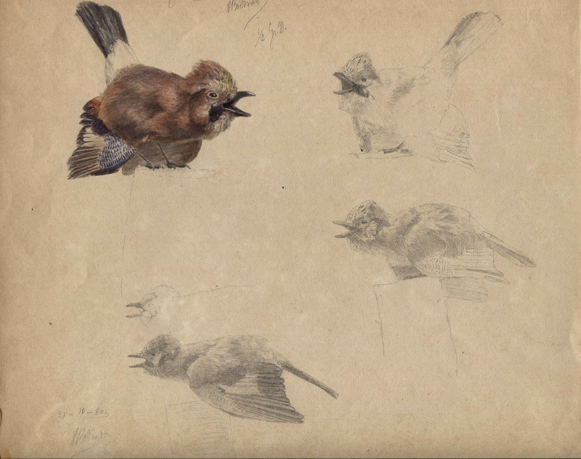 Karl Bodmer, 4 sheets: Oiseau, 1880; Poussin de 15 jours, 1874; Mésange charbonnière; Oiseau