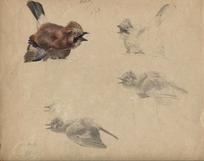 4 Blätter: Oiseau, 1880; Poussin de 15 jours, 1874; Mésange charbonnière; Oiseau