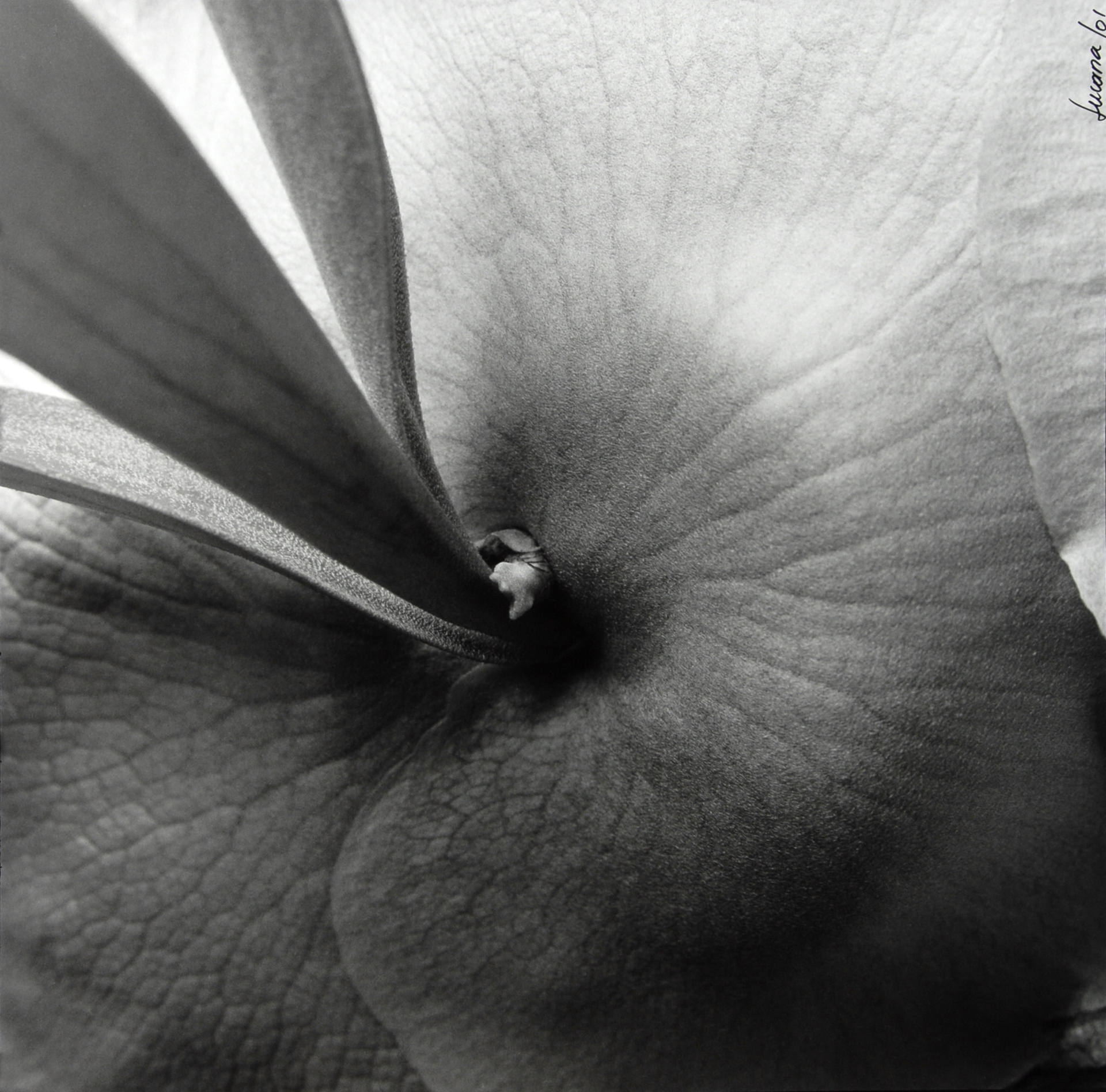 Lucana   (Ana Lucia Pérez Tobón), Flor
