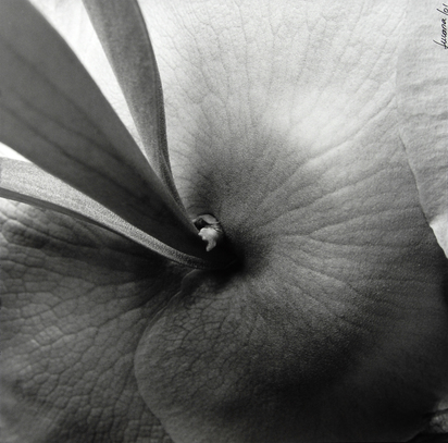 Flor