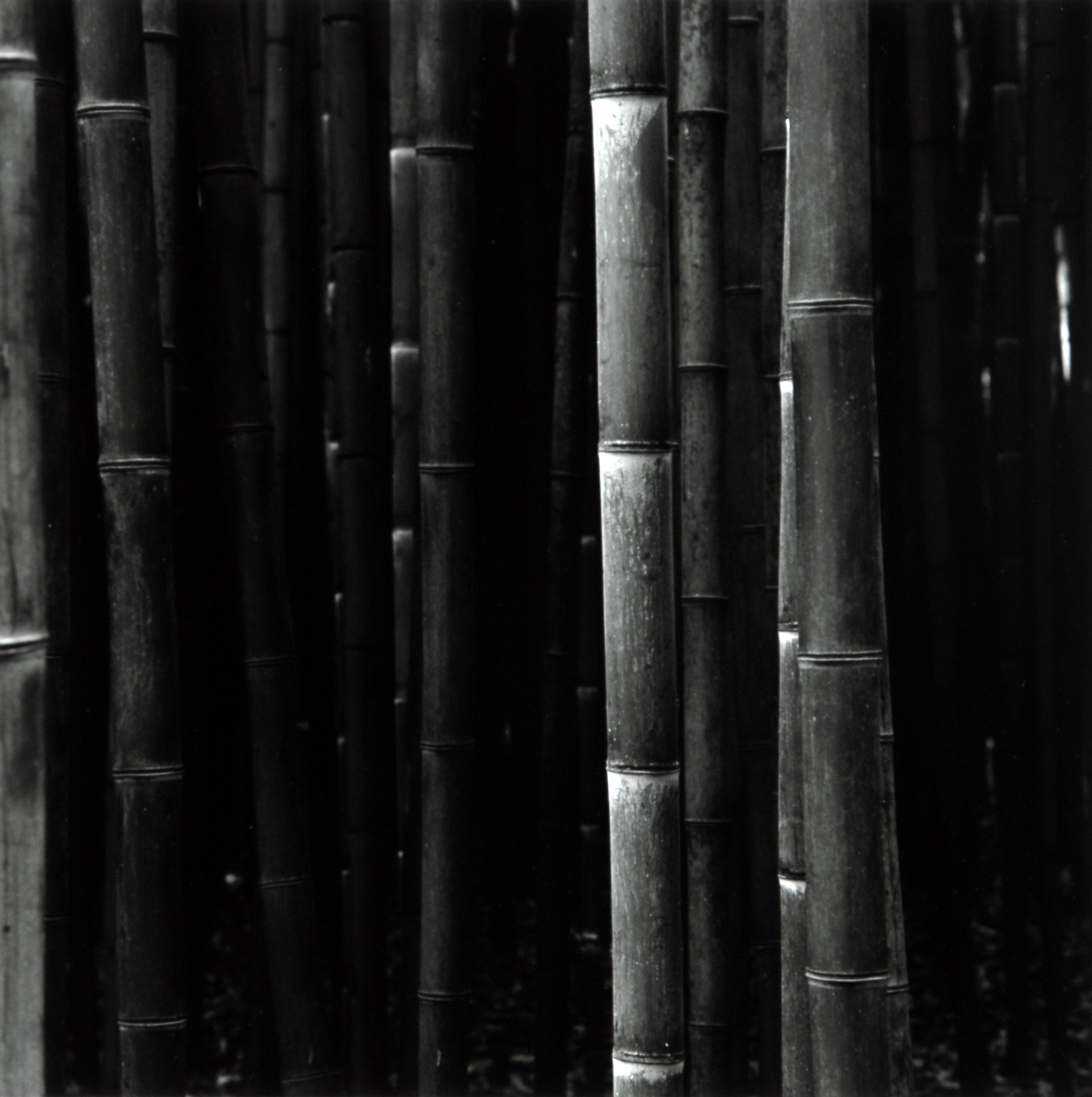 Balthasar Burkhard, Bambus