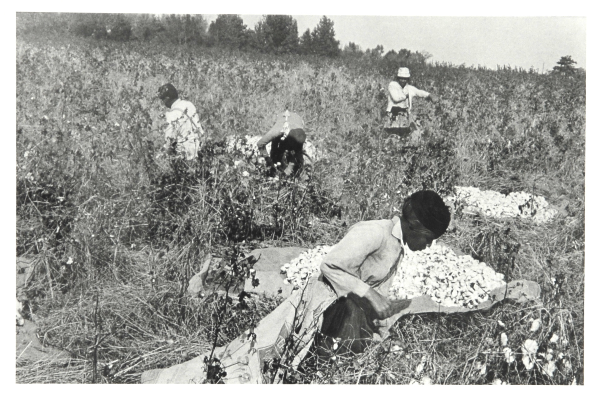 Henri Cartier-Bresson, Cotton Pickers