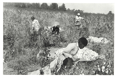 Cotton Pickers