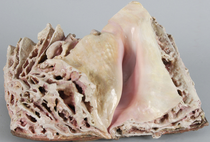 Vermuschelung