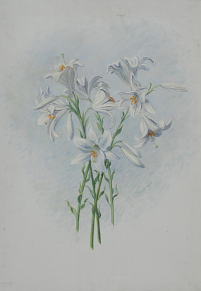 Lilies