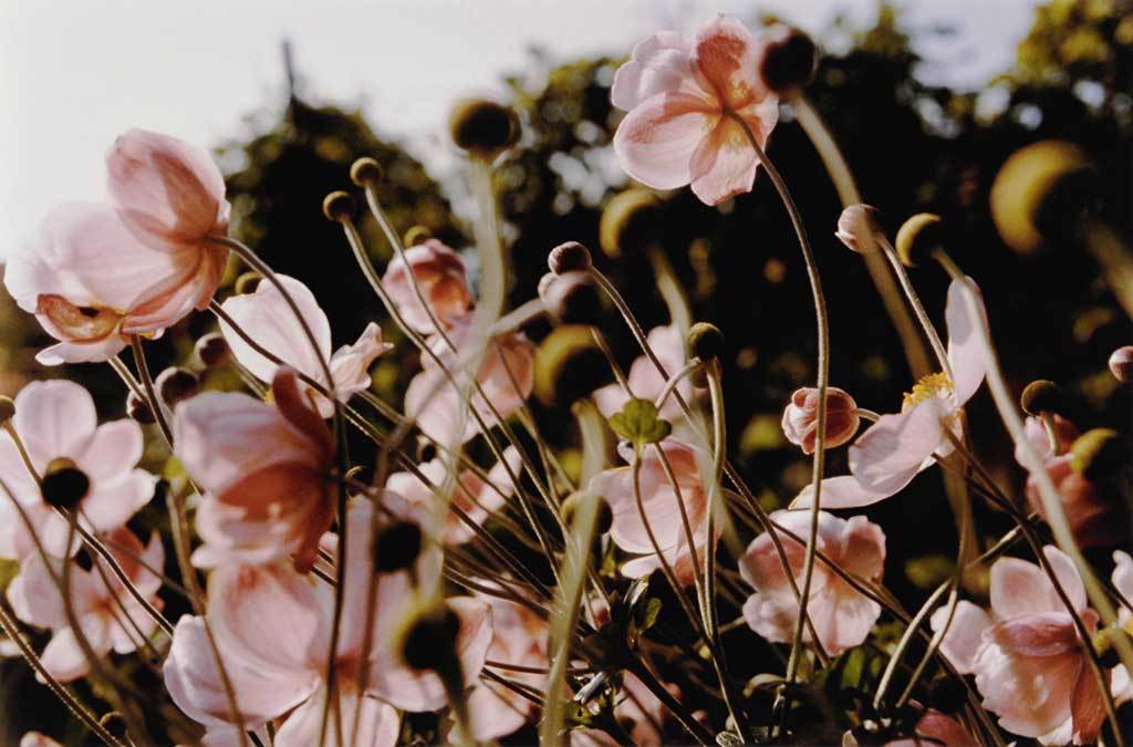 Fotografie, Portfolio with 13 color photographs