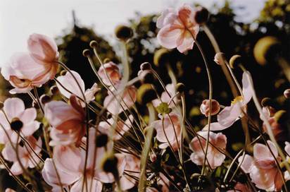Portfolio with 13 color photographs