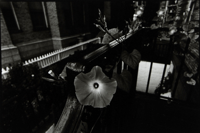 Untitled, from "Plant Series"