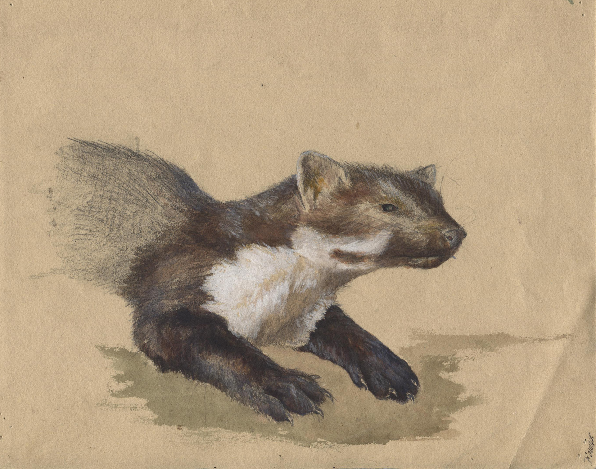 Karl Bodmer, 5 sheets: Nid de cortelet couronné, 1879; Fouine, 1874; Fouine (3)