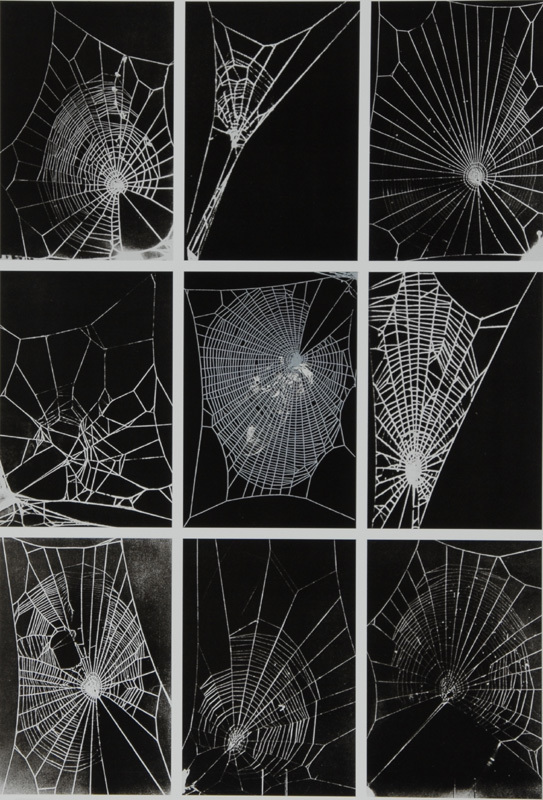Rosemarie Trockel, What it is like to be what you are not
