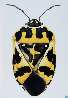Harlequinbug Near Three Mile Island