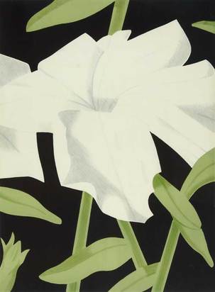 White Petunia