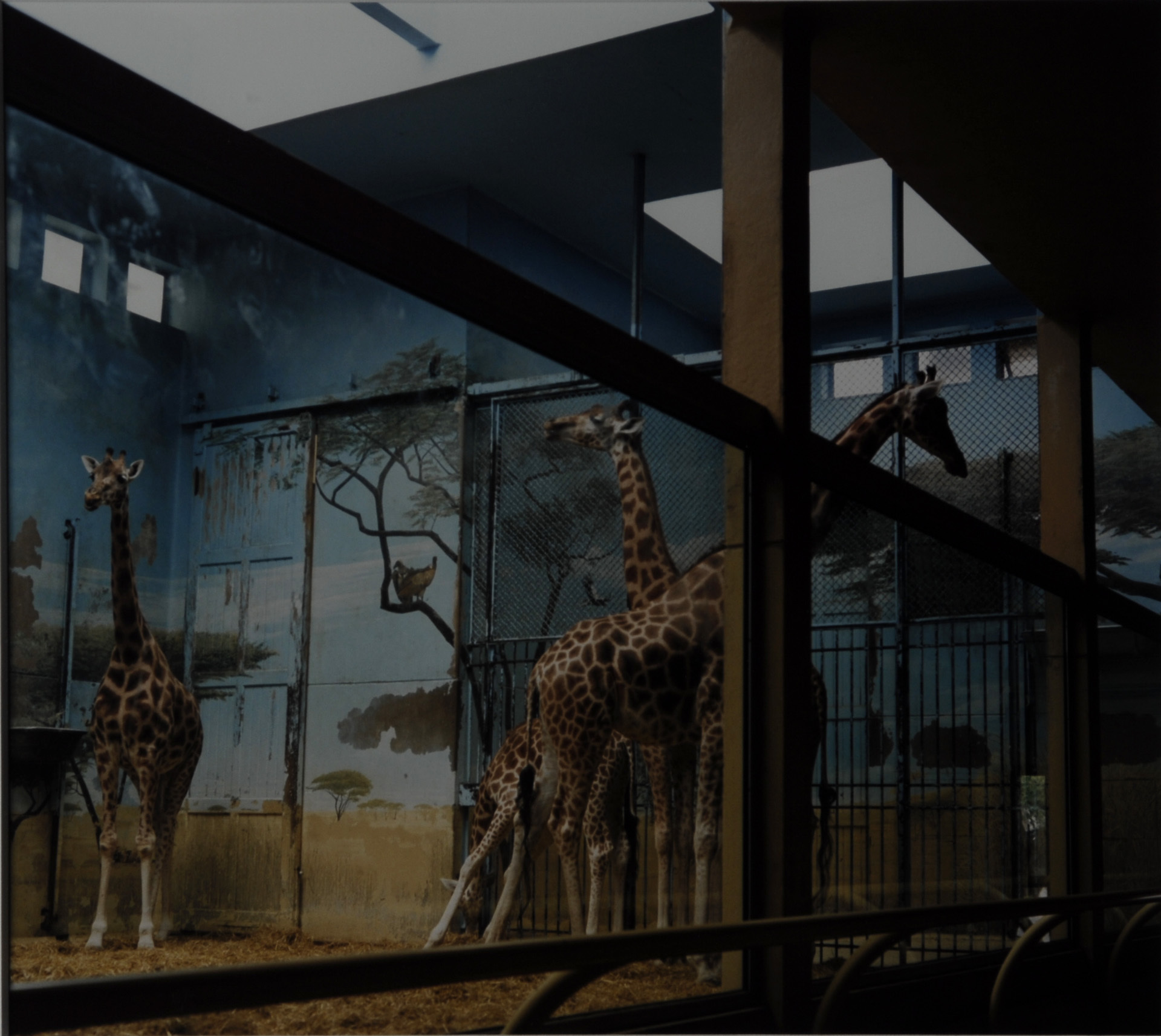Candida Höfer, Zoologischer Garten Paris, 1997 aus "Portfolio mit 13 Farbfotografien"