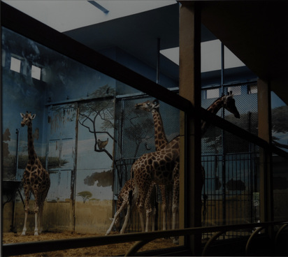 Zoologischer Garten Paris, 1997 aus "Portfolio mit 13 Farbfotografien"