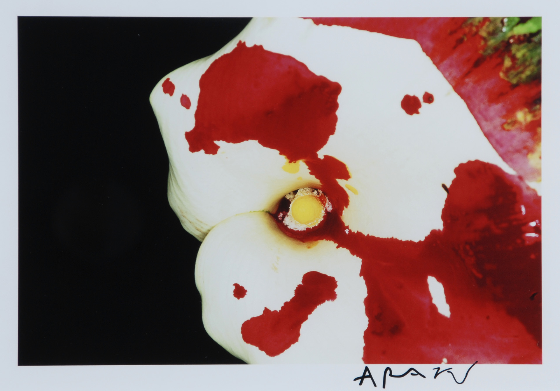 Nobuyoshi Araki, Flowers