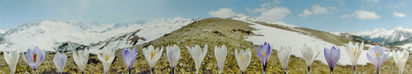 Panorama D-16 Krokus, 2003-04-24