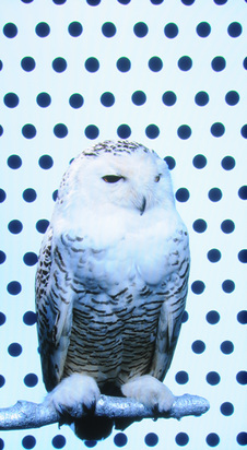 Snow Owl