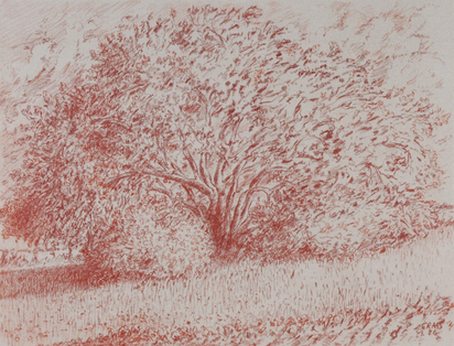 Baum