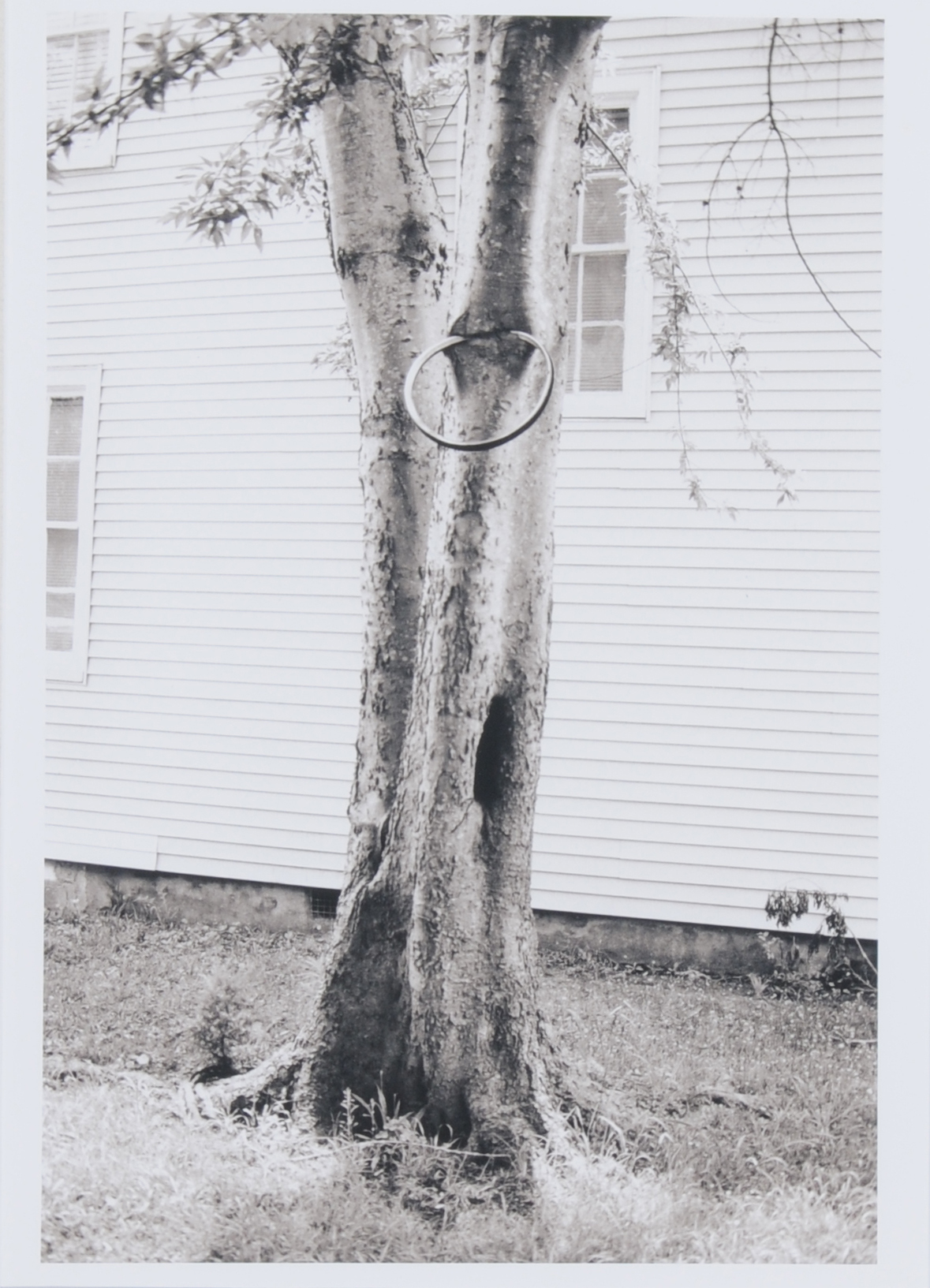 David Hammons, Money Tree