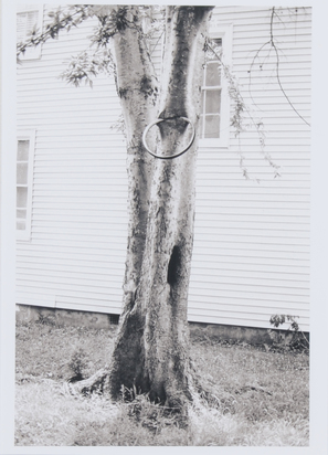 Money Tree
