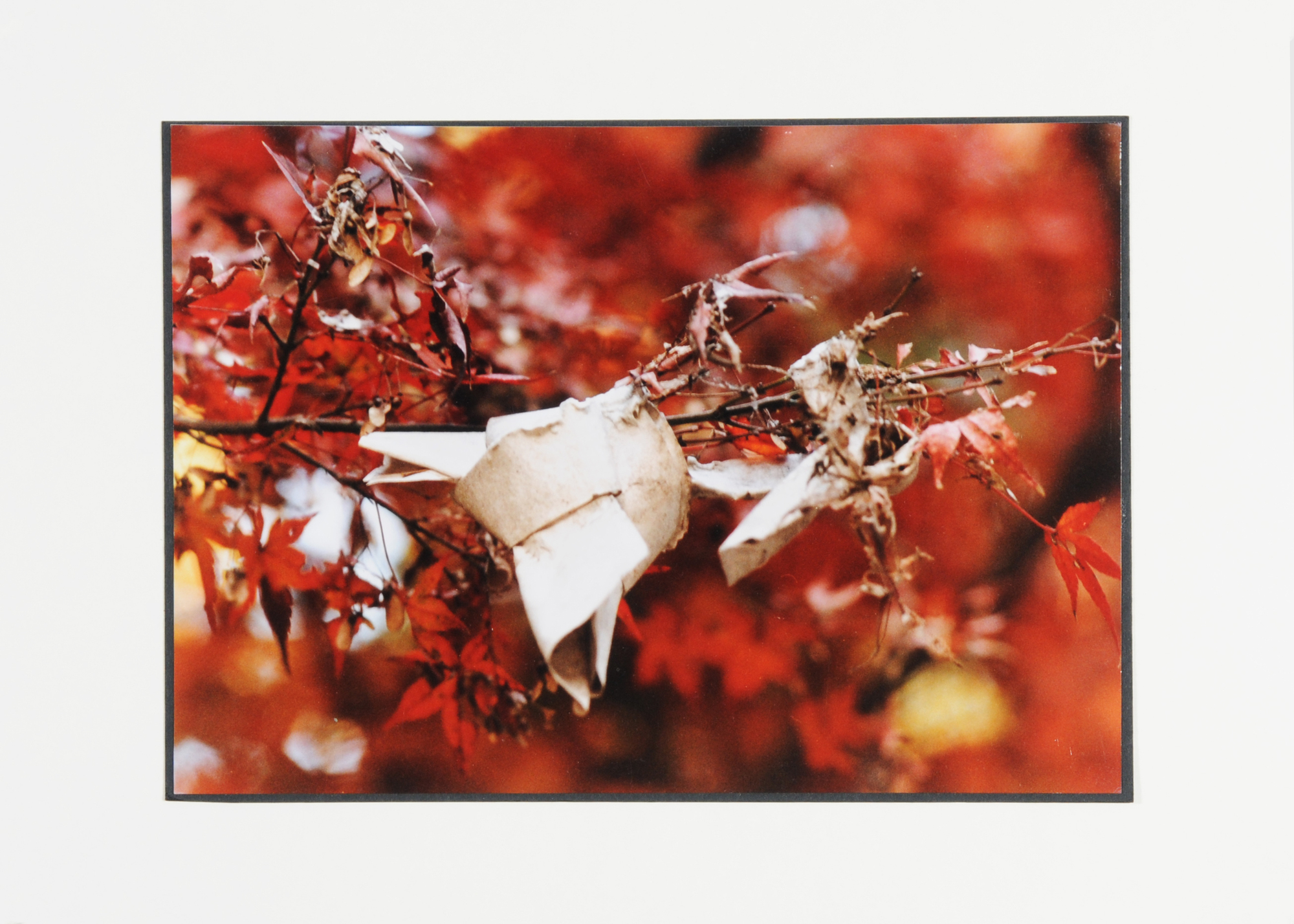 Ingeborg Lüscher, Portfolio. Omikuji (Tokyo, Kyoto, Nara, Izumo)