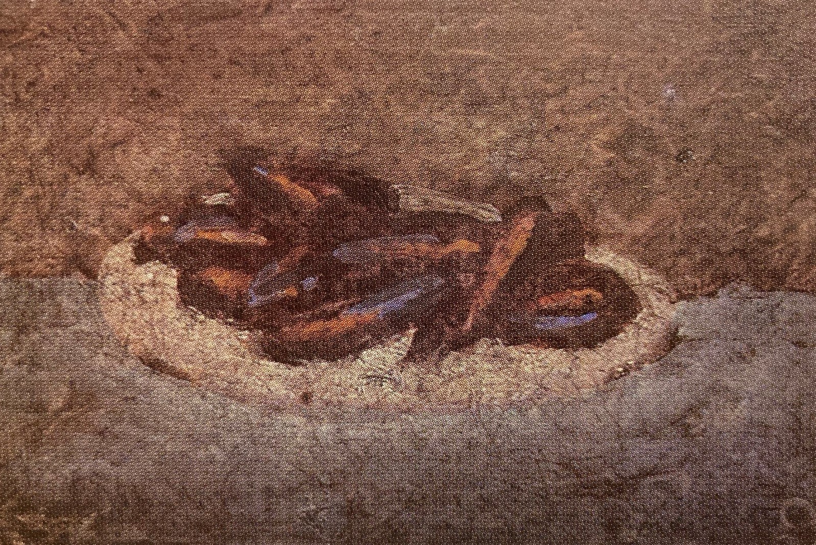 Zoran Music, Cozze, 1985