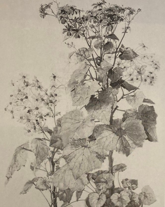 Werner Weber, Zinerarien, 1910
