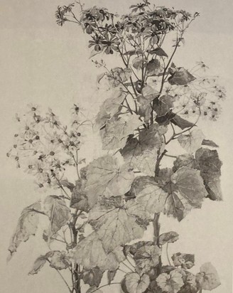 Zinerarien, 1910