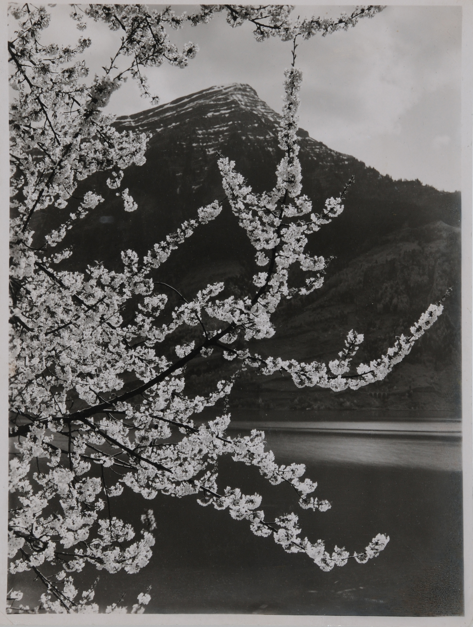 Albert Steiner, Frühling am Zugersee, im Hintergrund Rigi